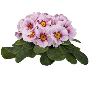 Afbeelding van Primula P10.5 gebroken knop/1bloem Appleblossom